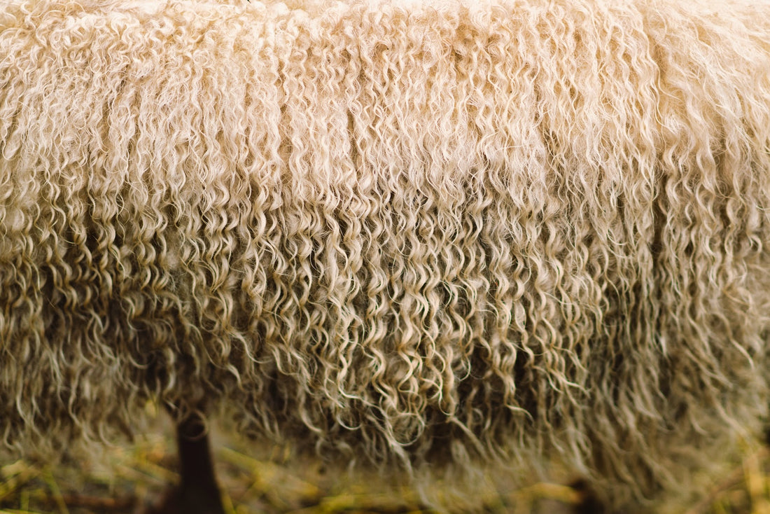 Wool vs. Synthetic Rugs: Why Natural Fibres Make a Difference