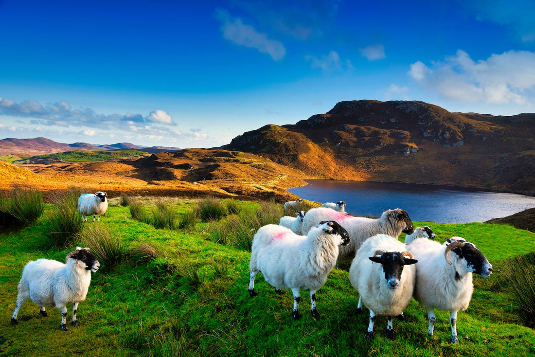 From Sheep to Sanctuary: The Journey of Our Wool Rugs